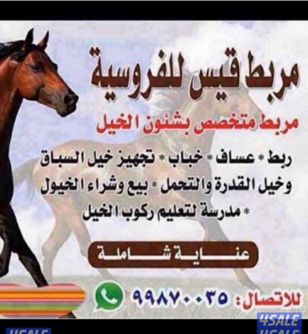 مربط للخيل  ومدرسة لتعليم الفروسية ومعرض في اسطبلات الجهراء0