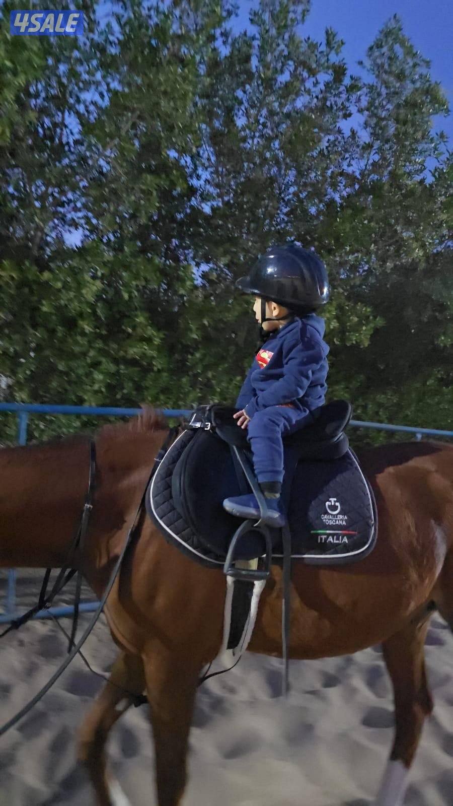 مربط للخيل  ومدرسة لتعليم الفروسية ومعرض في اسطبلات الجهراء8