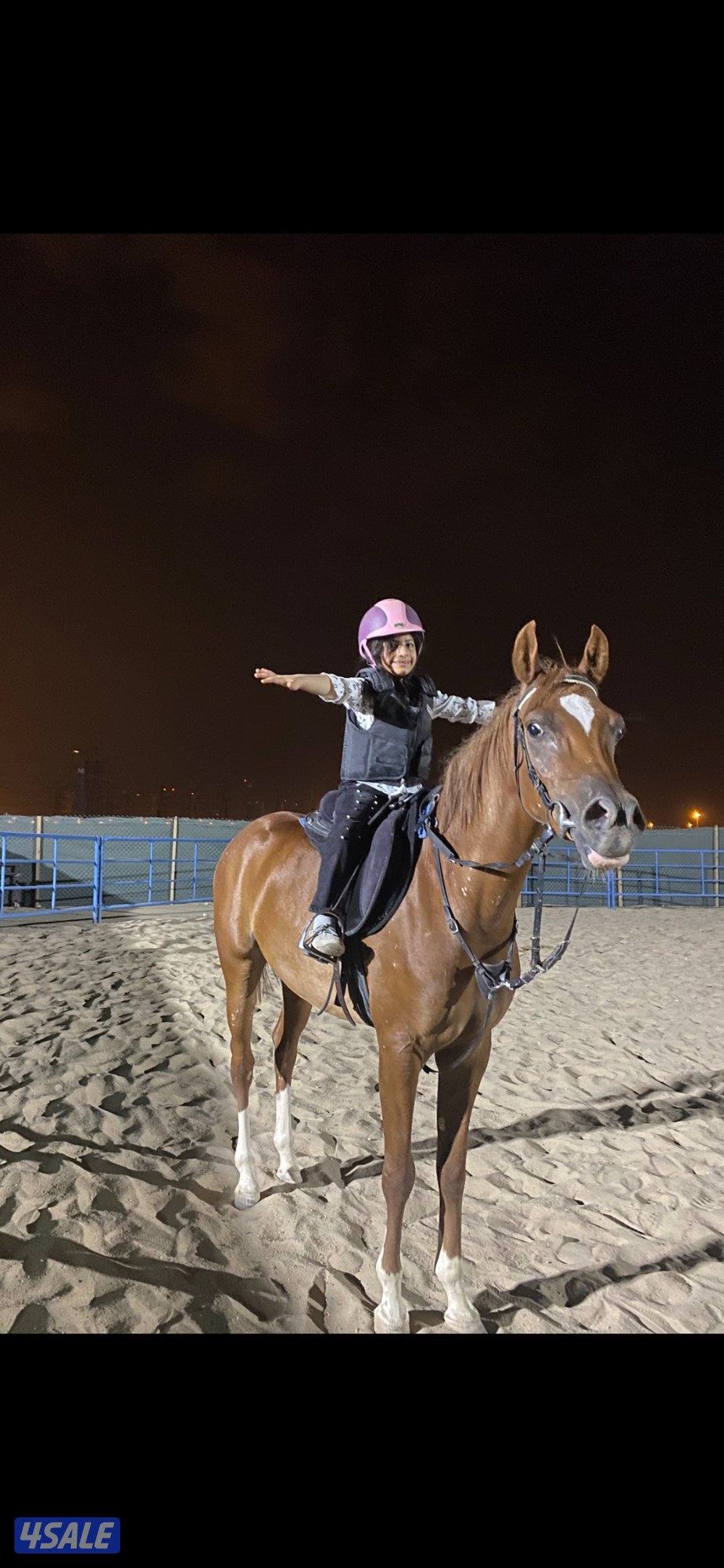 مربط للخيل  ومدرسة لتعليم الفروسية ومعرض في اسطبلات الجهراء11