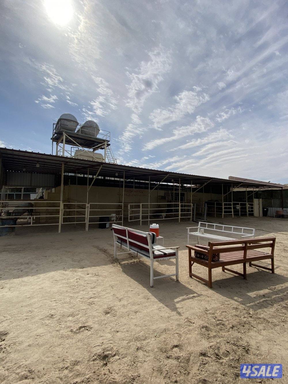 مربط للخيل  ومدرسة لتعليم الفروسية ومعرض في اسطبلات الجهراء12