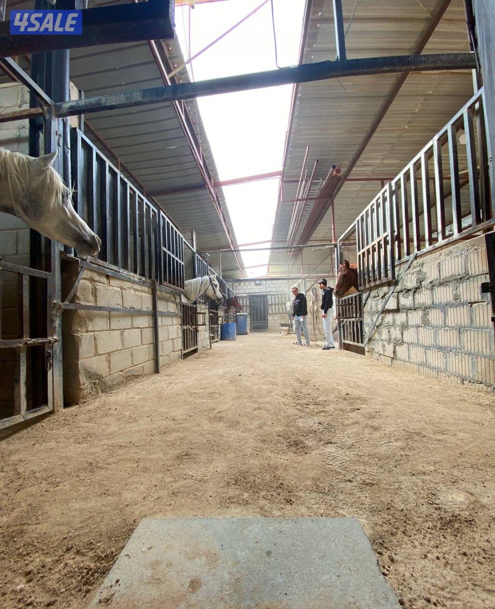 مربط للخيل  ومدرسة لتعليم الفروسية ومعرض في اسطبلات الجهراء13