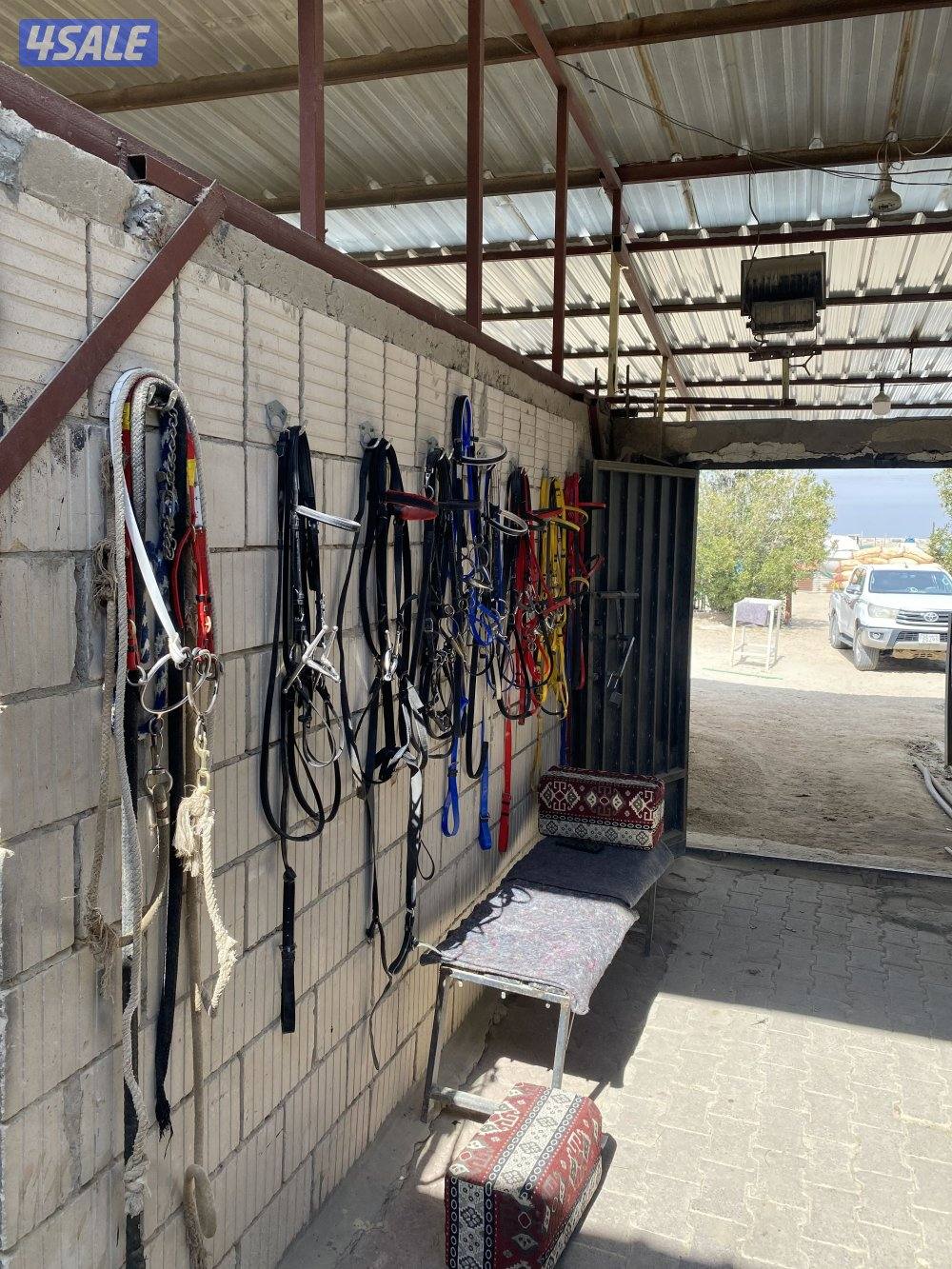 مربط للخيل  ومدرسة لتعليم الفروسية ومعرض في اسطبلات الجهراء14