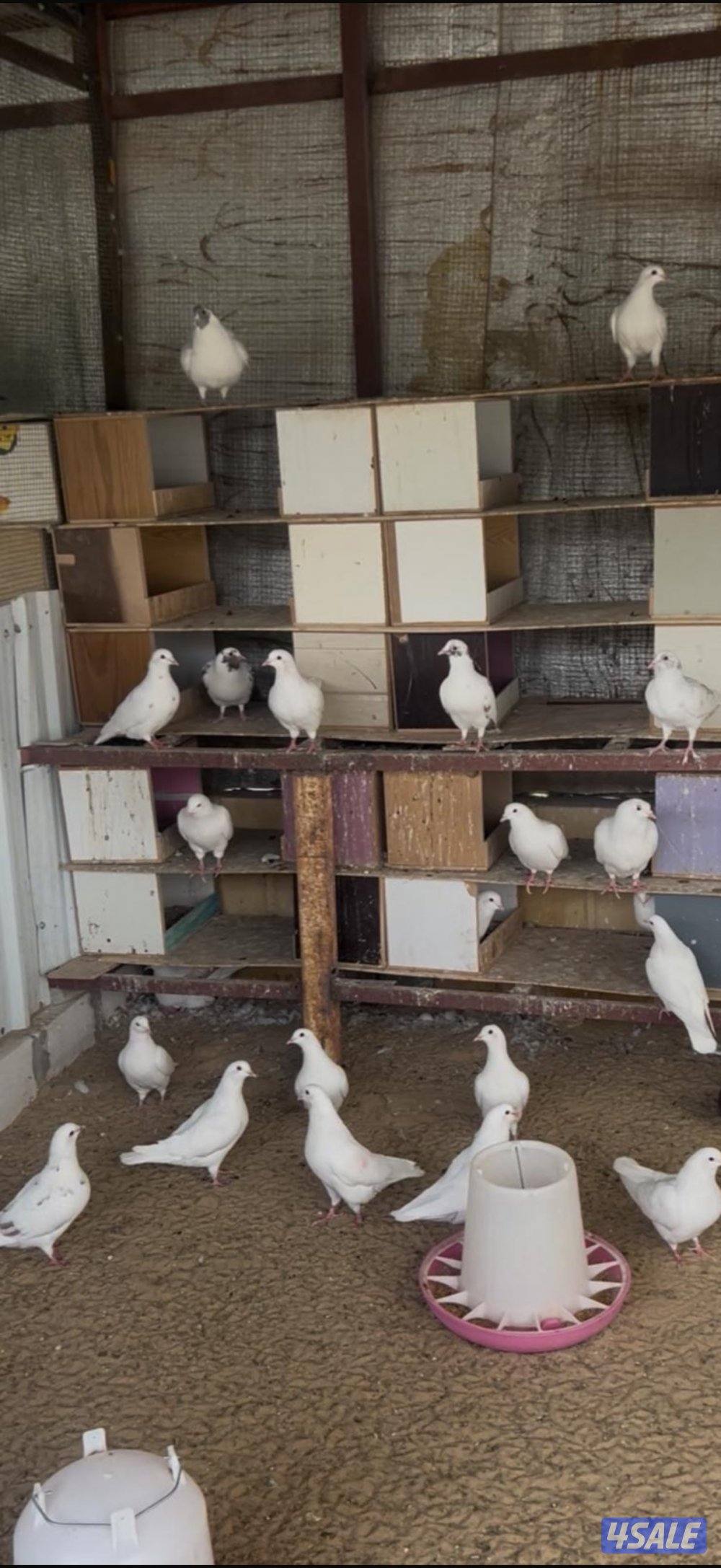 رقم تواصل حمام لاحم متوفر نوعين  ابيض و سلفر سعر الزوج +9650