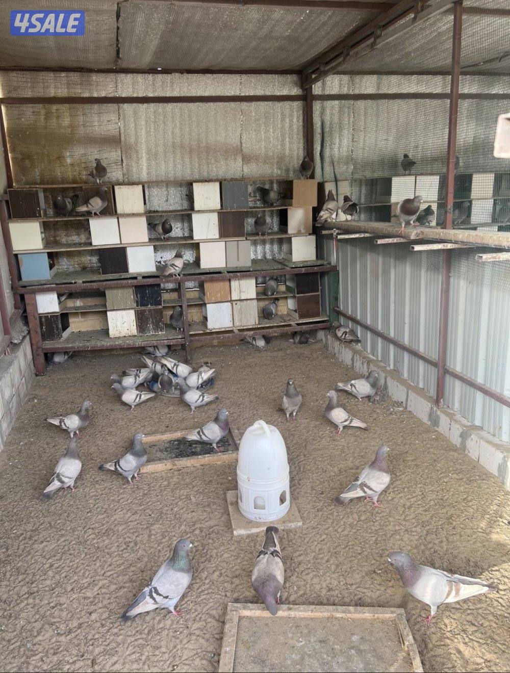 رقم تواصل حمام لاحم متوفر نوعين  ابيض و سلفر سعر الزوج +9651