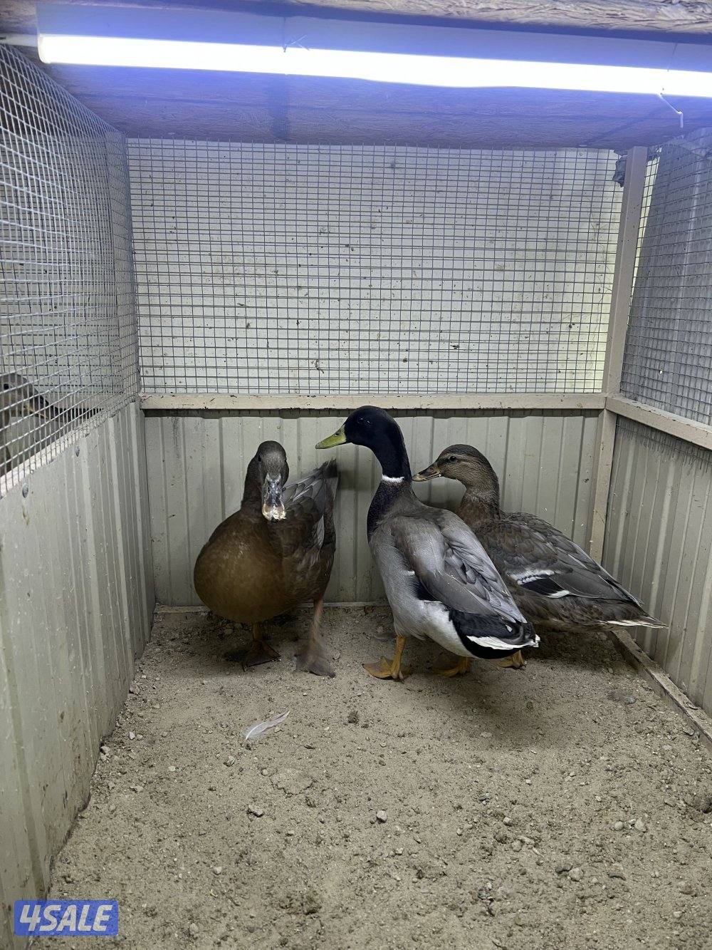 بط اخضاري الوان مميزه1