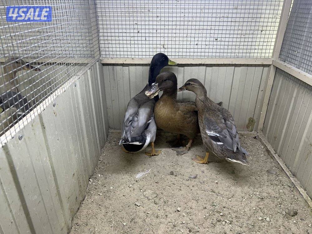 بط اخضاري الوان مميزه3