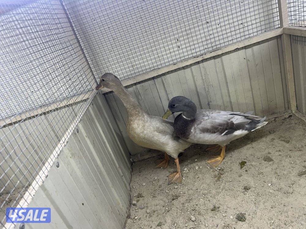 بط اخضاري الوان مميزه5