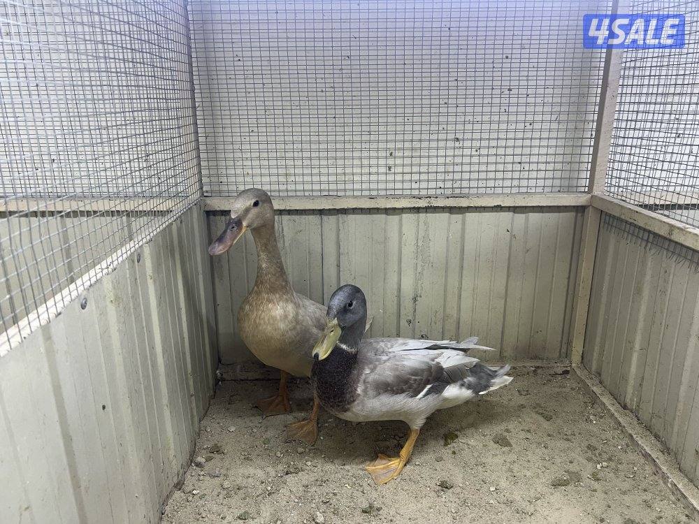 بط اخضاري الوان مميزه6