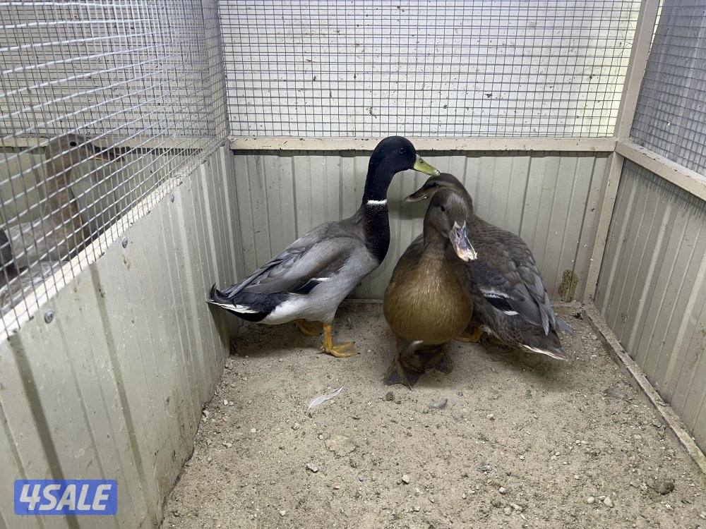 بط اخضاري الوان مميزه8