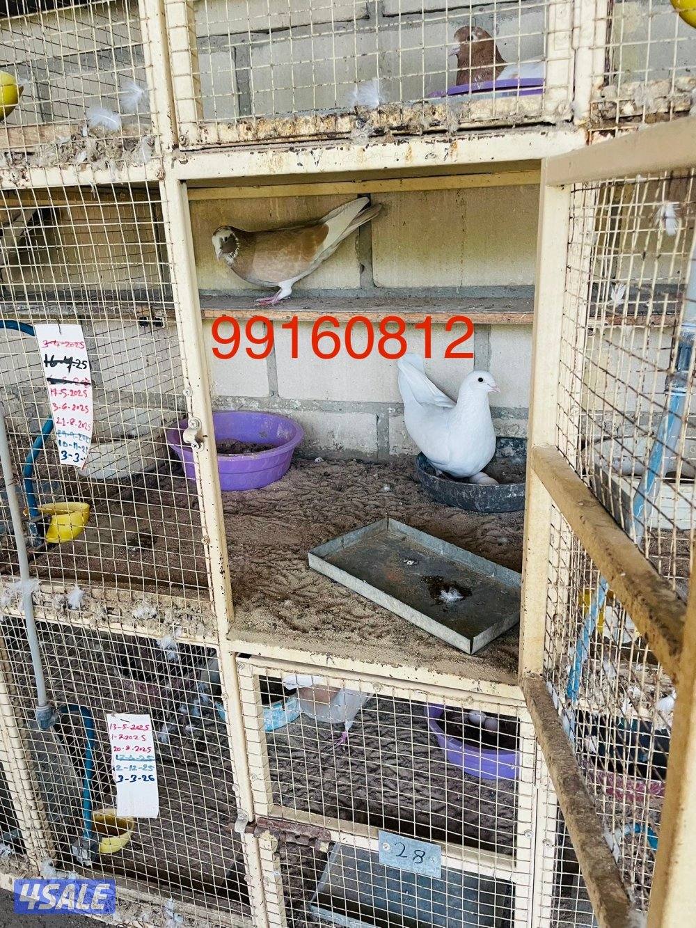 حمام تزريق بالخانات عس طيب1