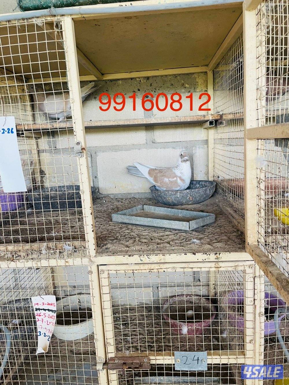 حمام تزريق بالخانات عس طيب3