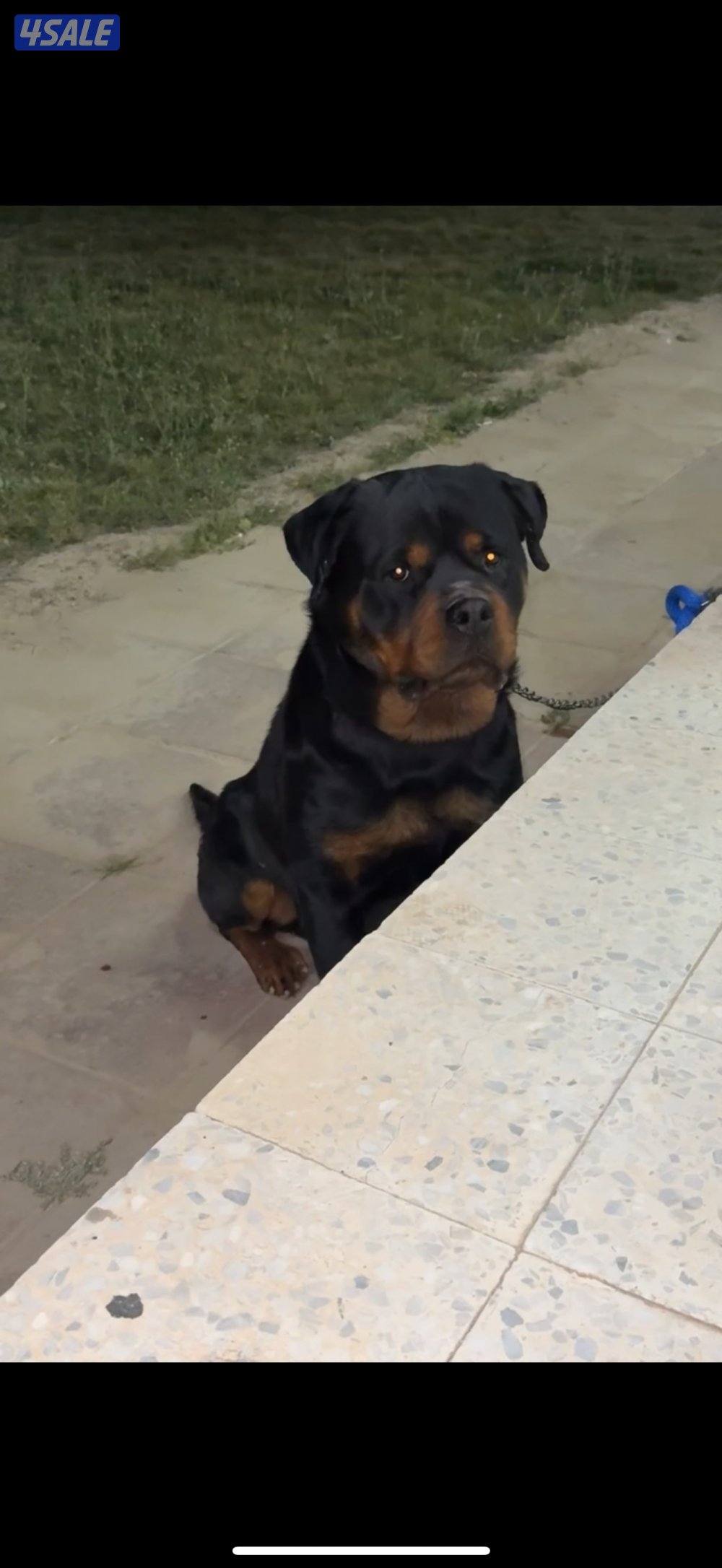 ذكر روت وايلر0