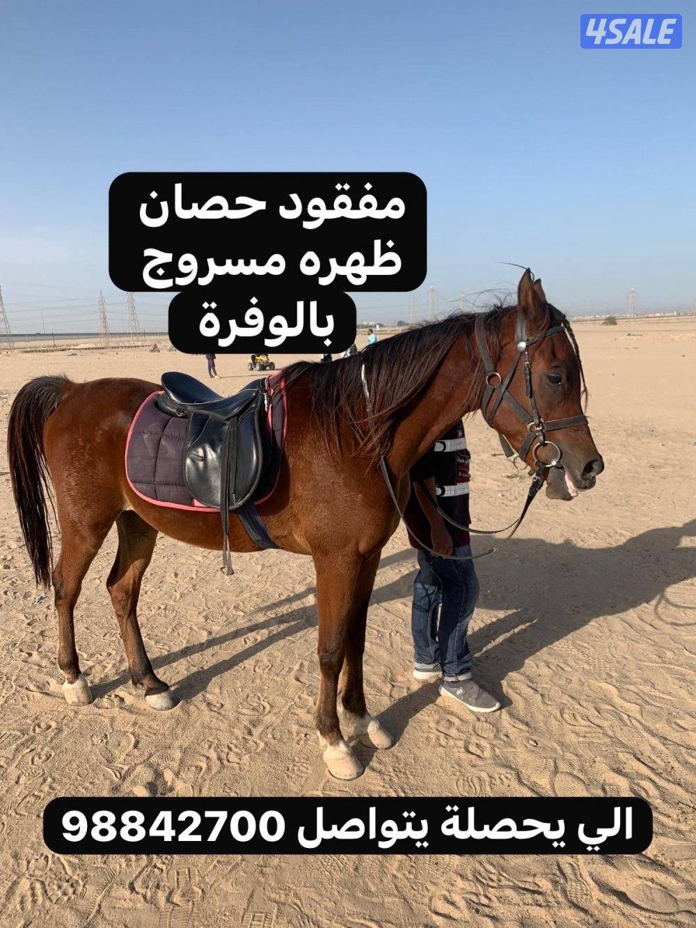 مفقود حصان بر الوفرة0