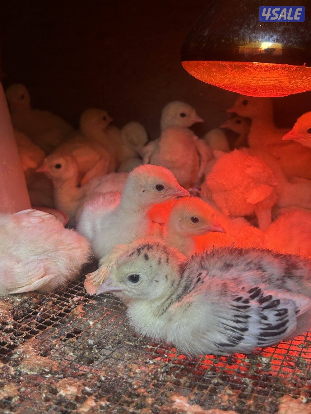 فروخ رومي العمر اسبوعين ماخذين تطعيم تواصل واتس اب1