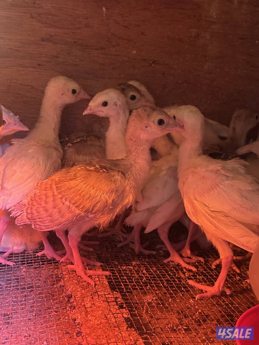 فروخ رومي العمر اسبوعين ماخذين تطعيم تواصل واتس اب2