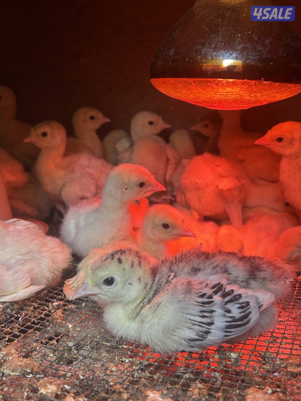 فروخ رومي العمر اسبوعين ماخذين تطعيم تواصل واتس اب3