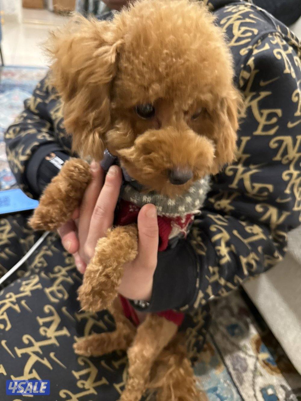 للبيع كلب بودل العمر خمس شهور0