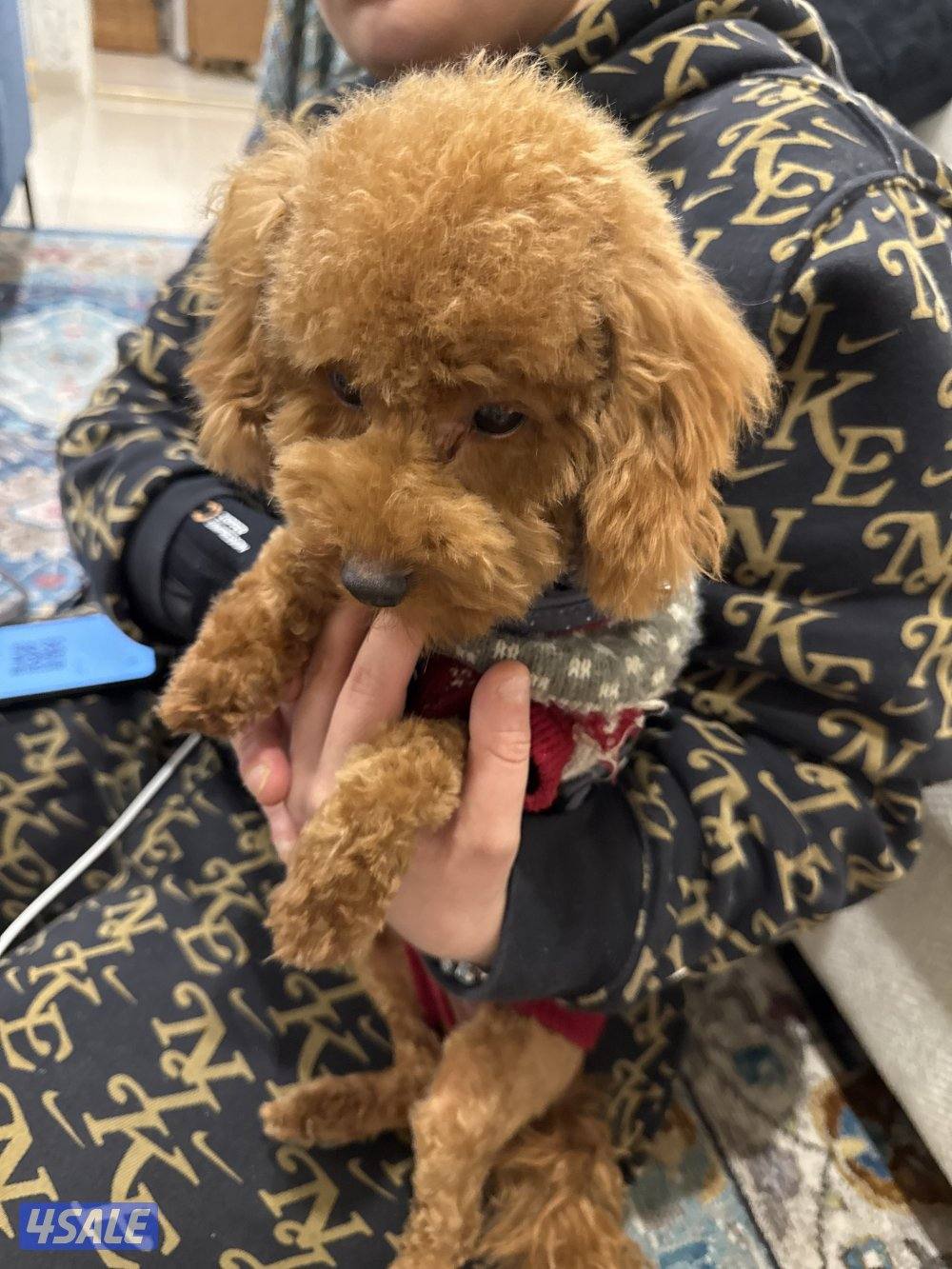 للبيع كلب بودل العمر خمس شهور1