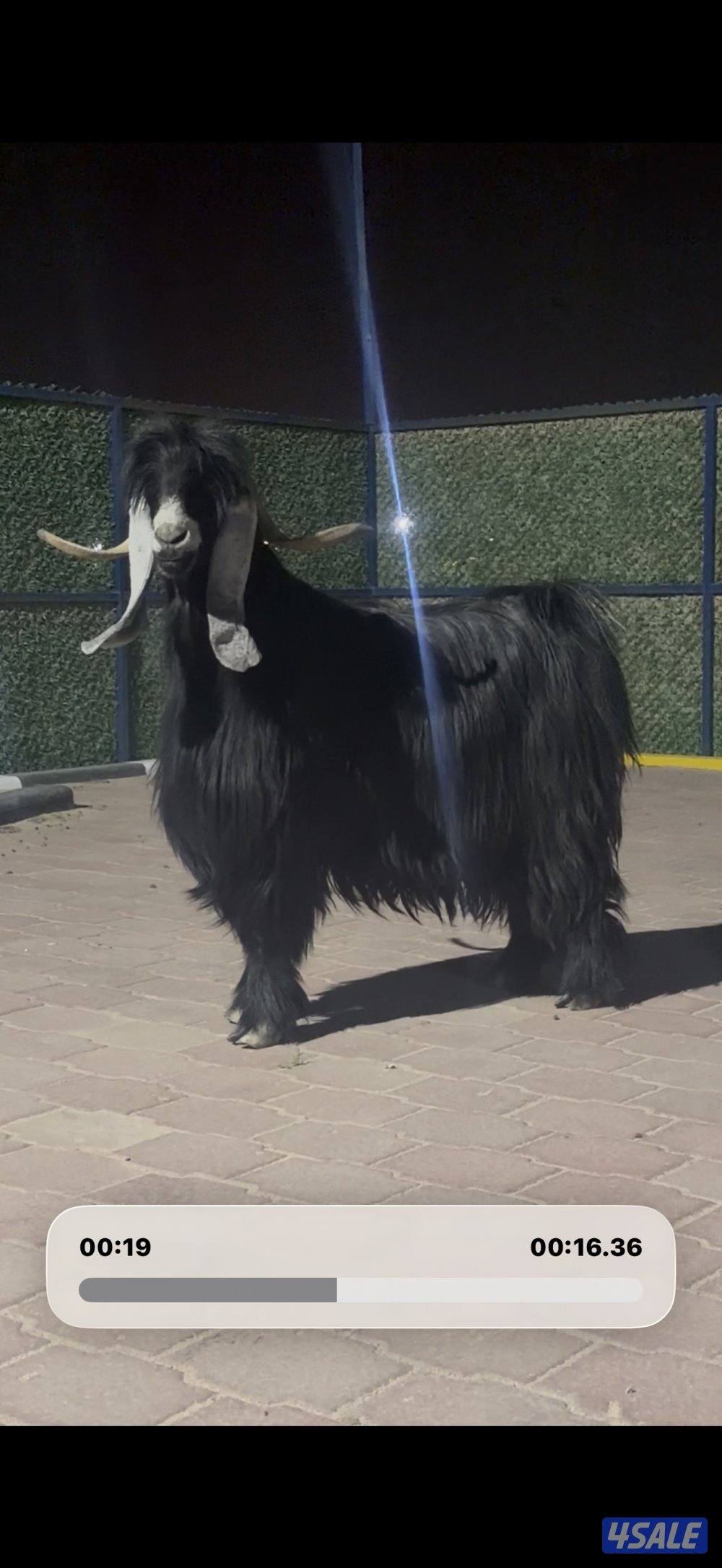 تيس عارضي اربش خصم وحار0