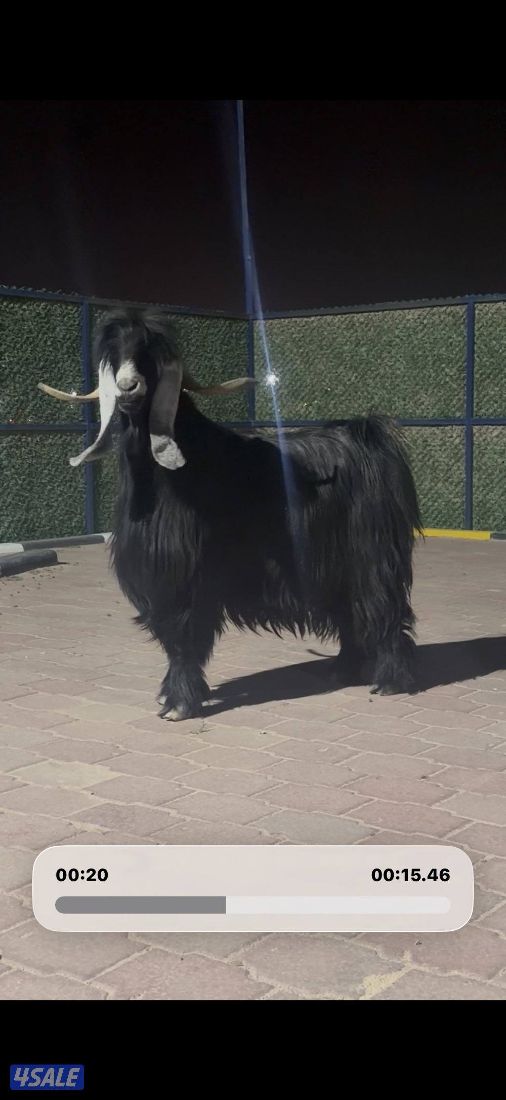 تيس عارضي اربش خصم وحار1