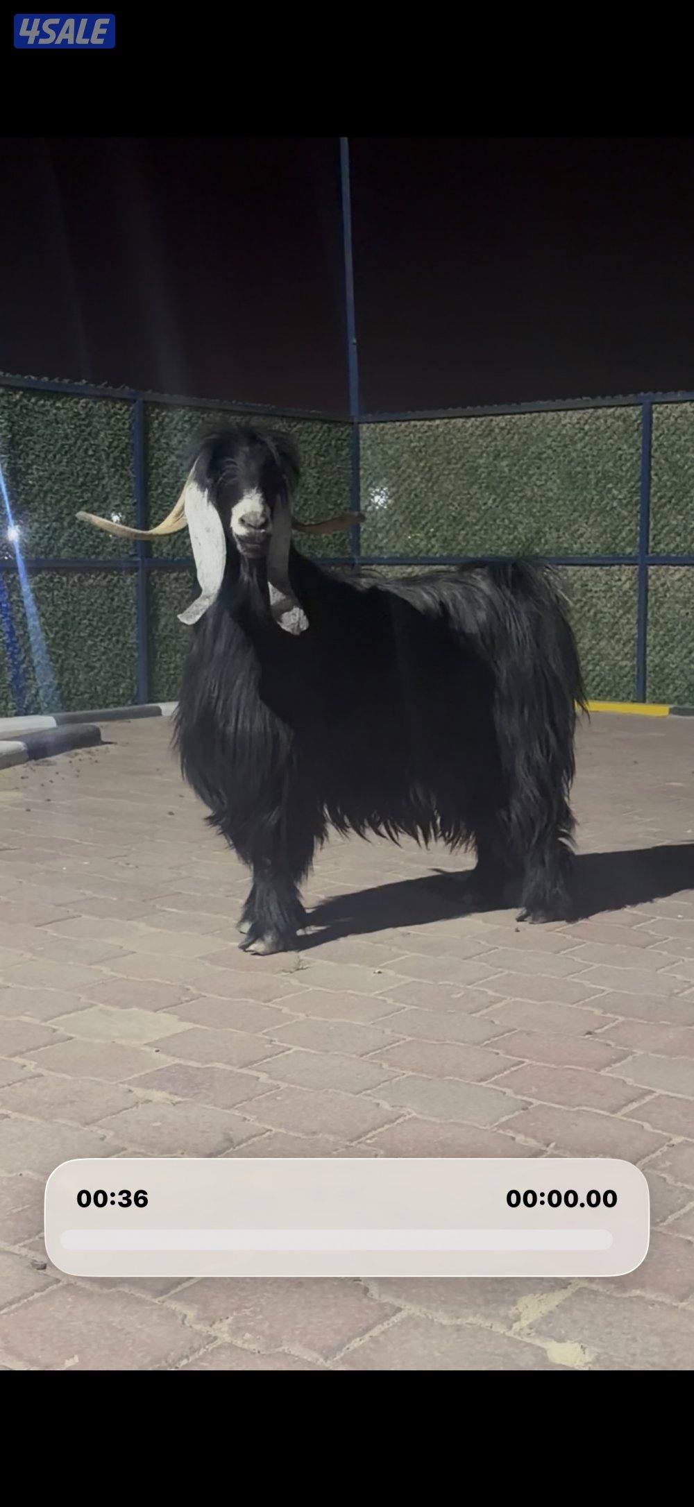 تيس عارضي اربش خصم وحار2