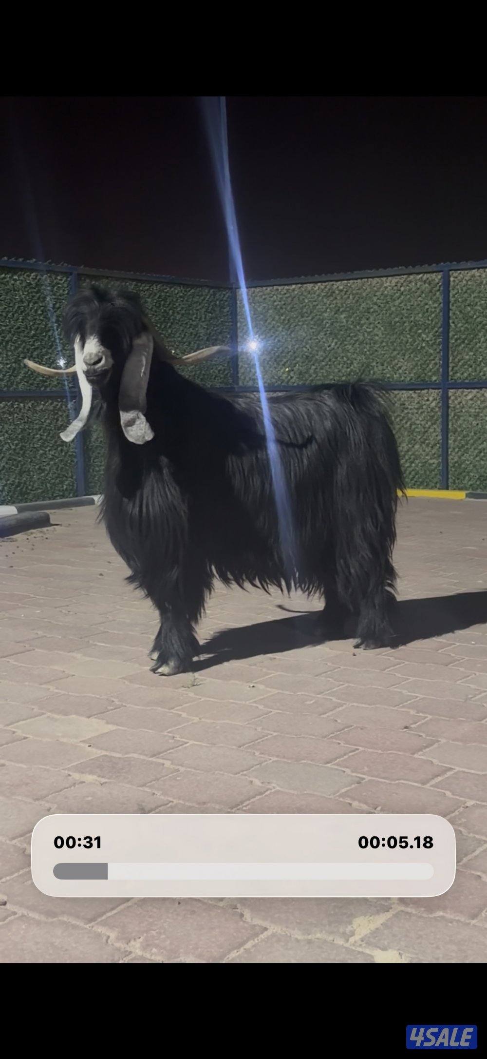 تيس عارضي اربش خصم وحار3