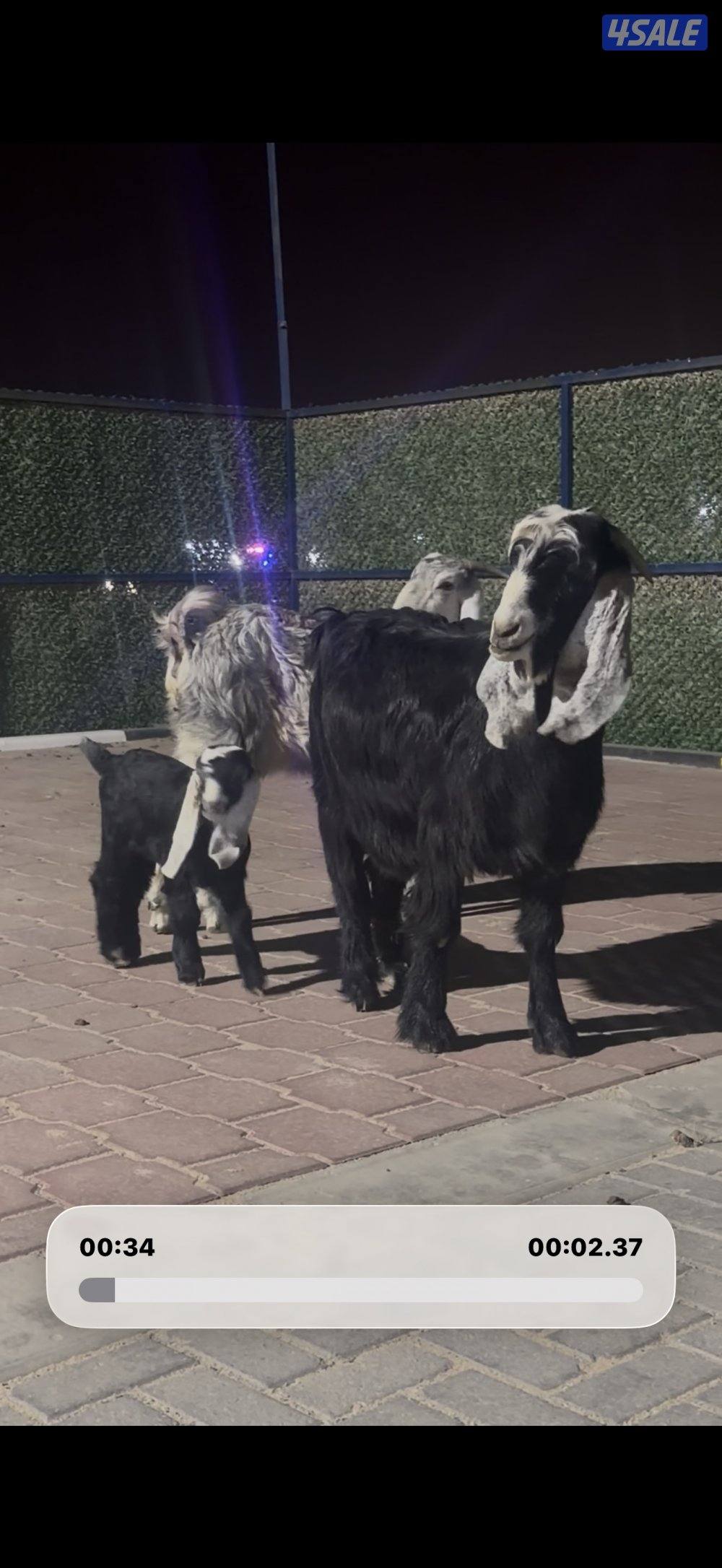 مطافيل العداد 2 عوارض ربش تحتهم جفار0