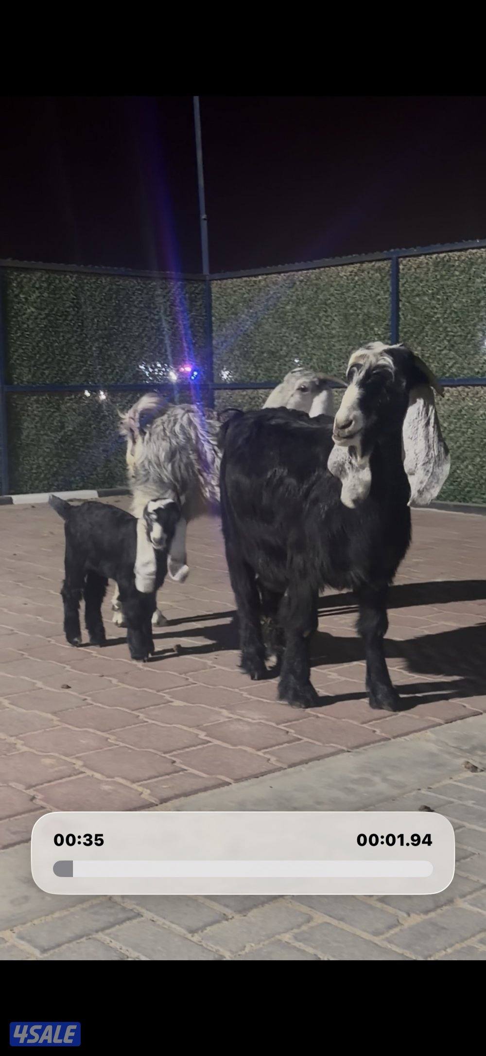 مطافيل العداد 2 عوارض ربش تحتهم جفار1