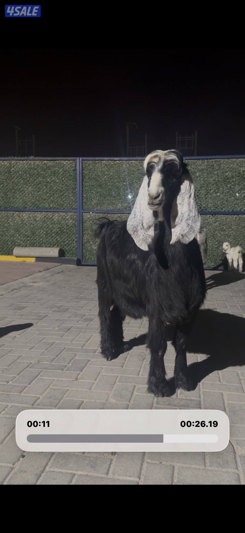 مطافيل العداد 2 عوارض ربش تحتهم جفار2