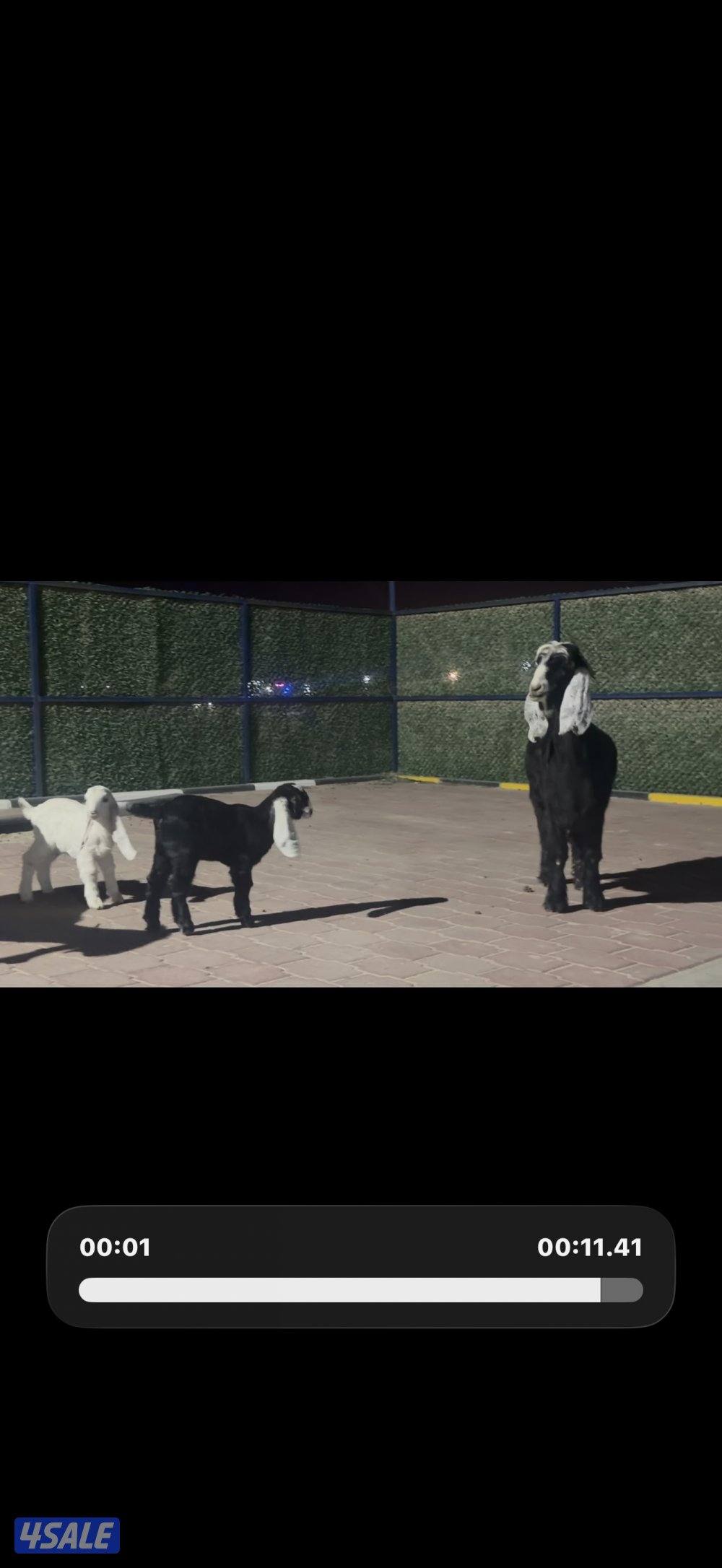 مطافيل العداد 2 عوارض ربش تحتهم جفار4