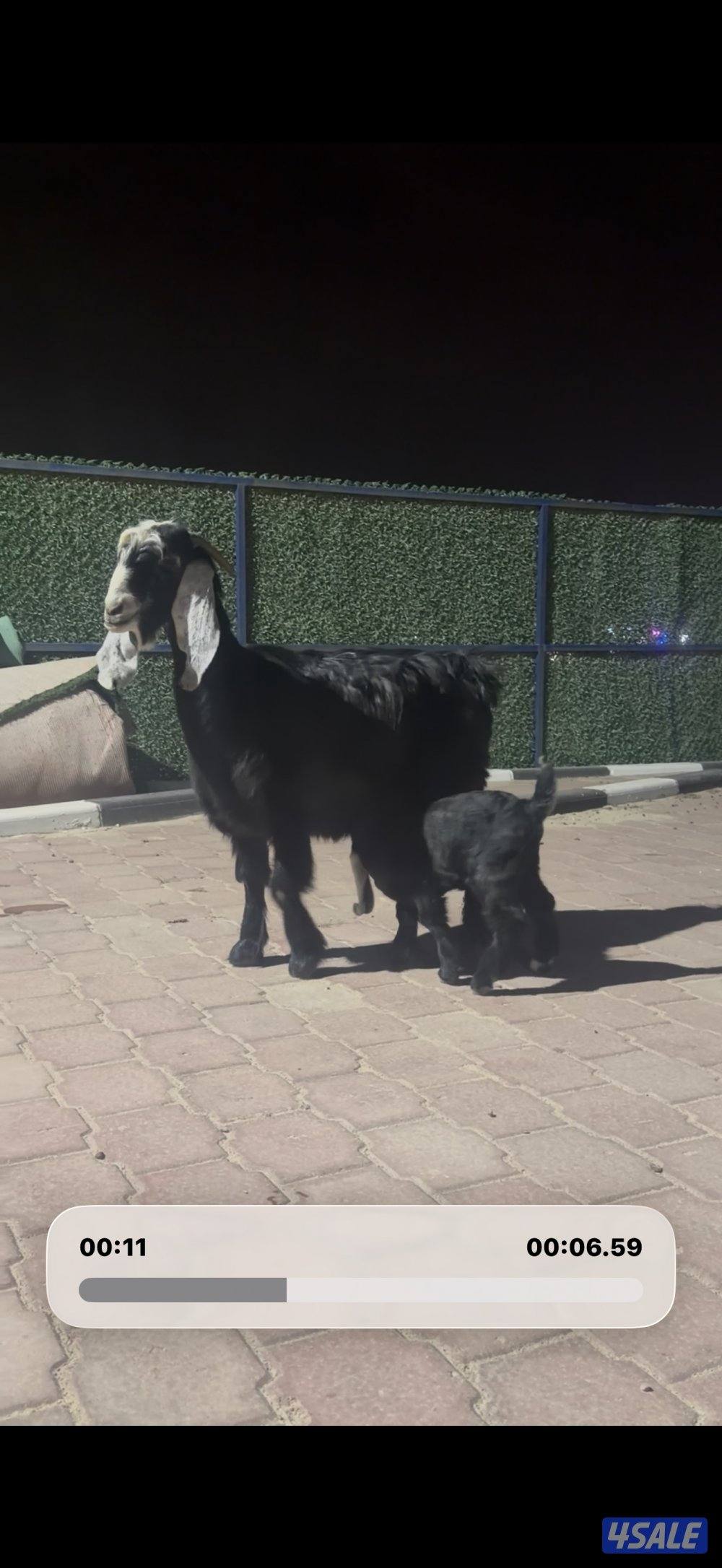 مطافيل العداد 2 عوارض ربش تحتهم جفار3