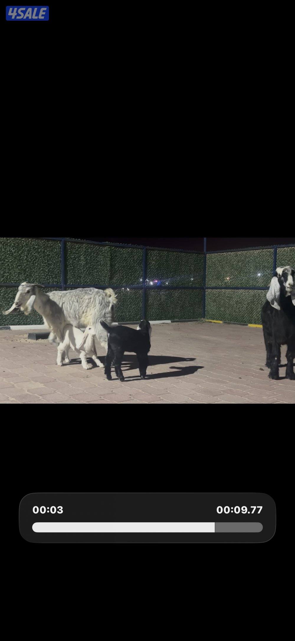 مطافيل العداد 2 عوارض ربش تحتهم جفار5