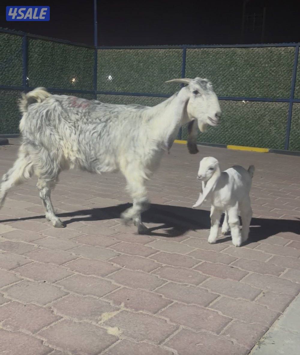 مطافيل العداد 2 عوارض ربش تحتهم جفار6