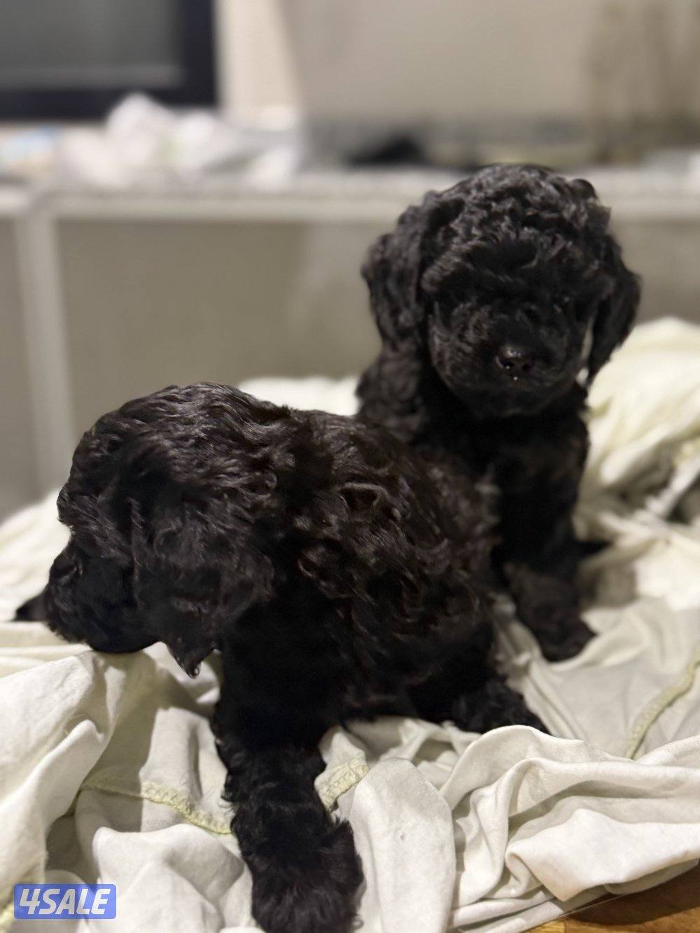 Toy poodle/ poodle “ puppies “🐶born in 15 January 4 sale. للبيع4