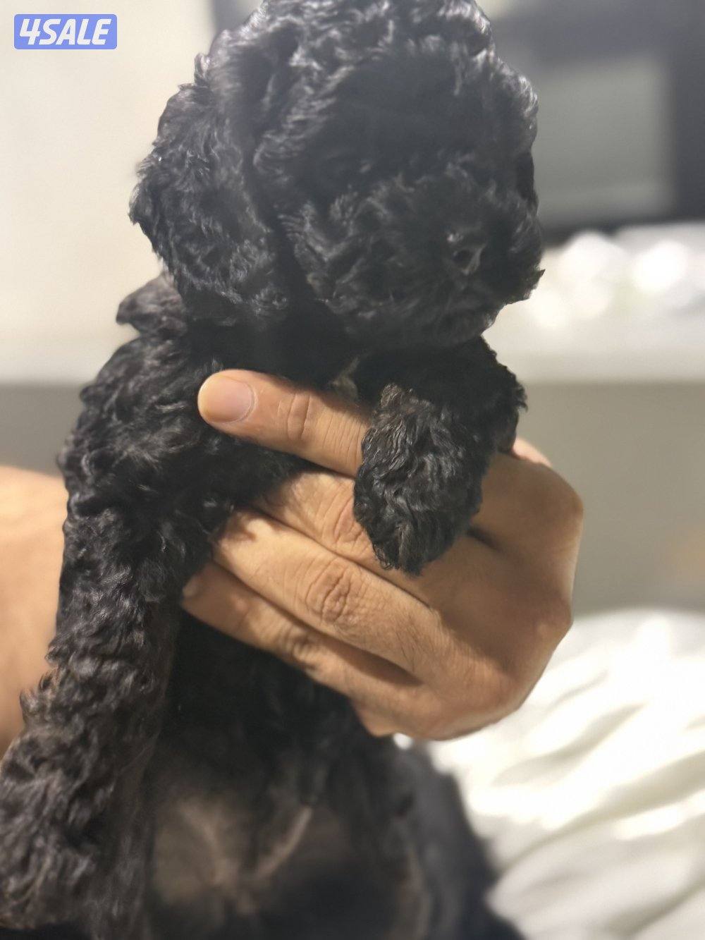 Toy poodle/ poodle “ puppies “🐶born in 15 January 4 sale. للبيع9