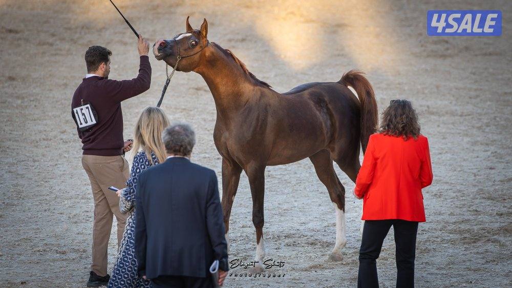 مهر شو بولش0