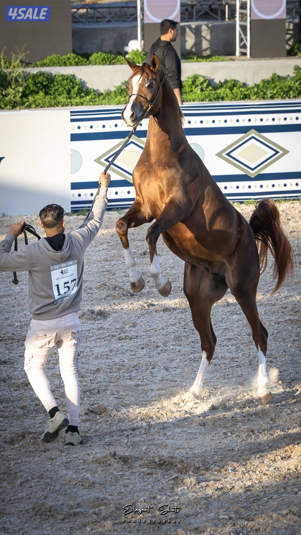 مهر شو بولش2