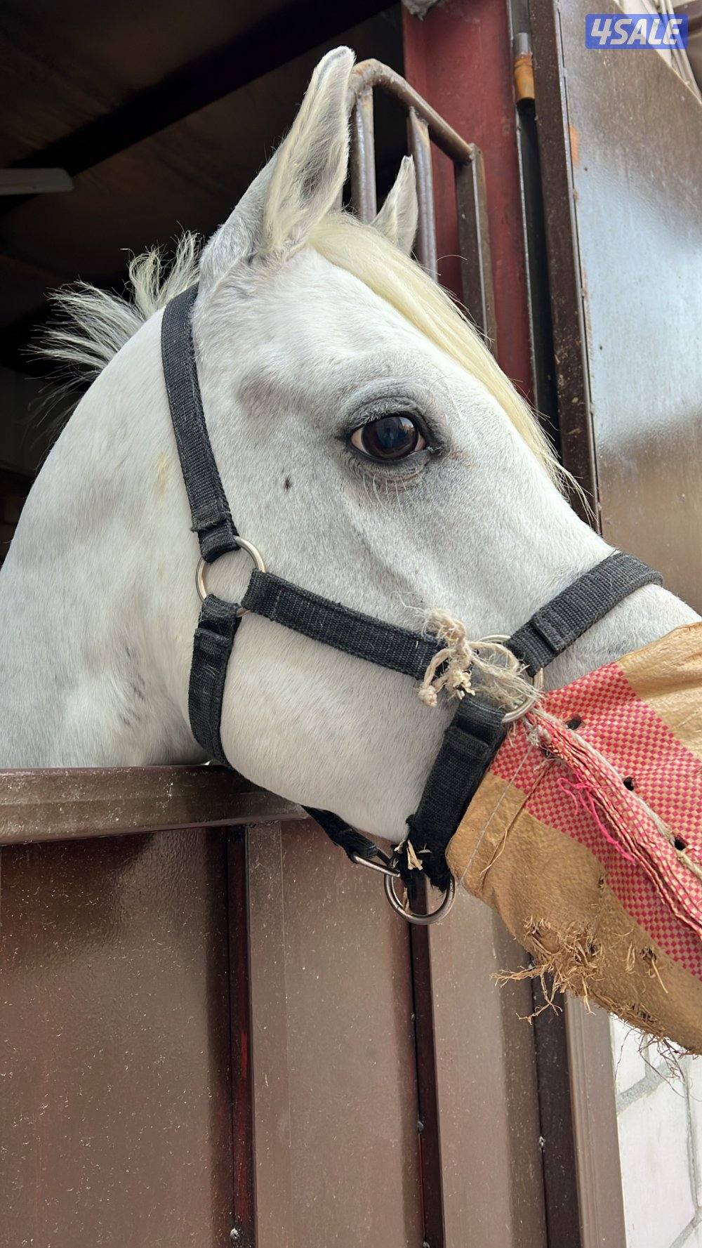 للبيع بادوك وبنجره حصان بلدي ما يشكي شي ع المصراع يركبه الكبير والصغير1