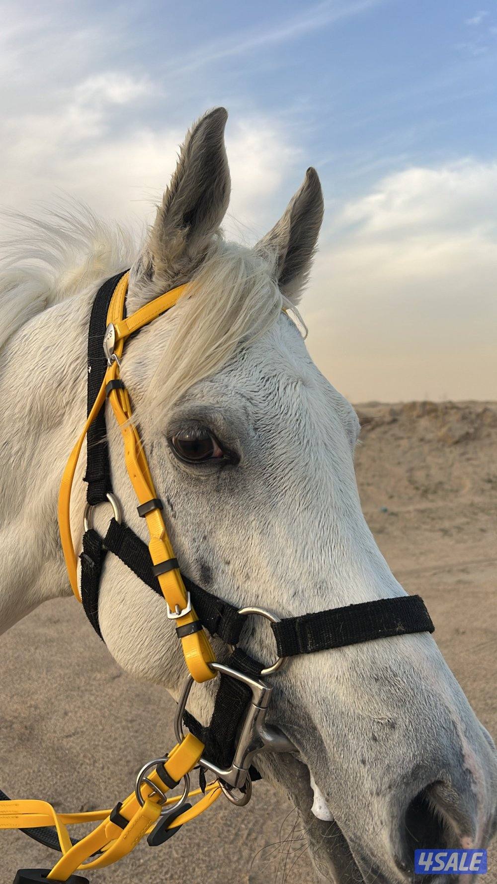 للبيع بادوك وبنجره حصان بلدي ما يشكي شي ع المصراع يركبه الكبير والصغير2