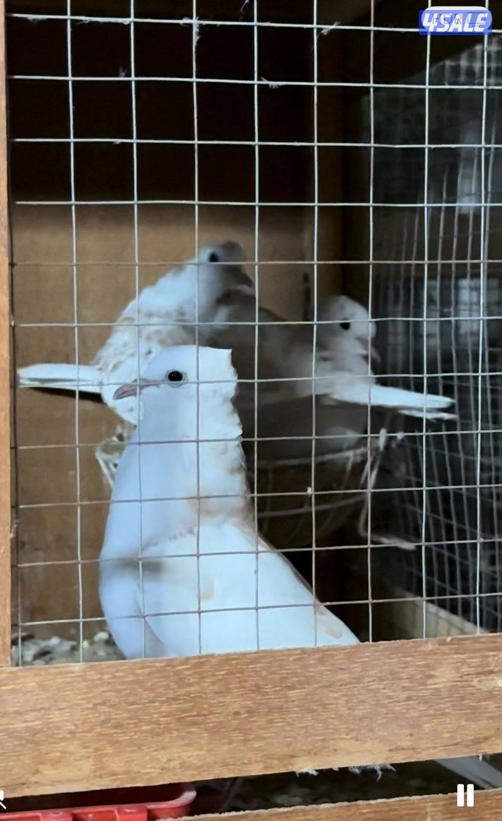 ياكريم ازواج منتجة 8 دنانير للزوج0