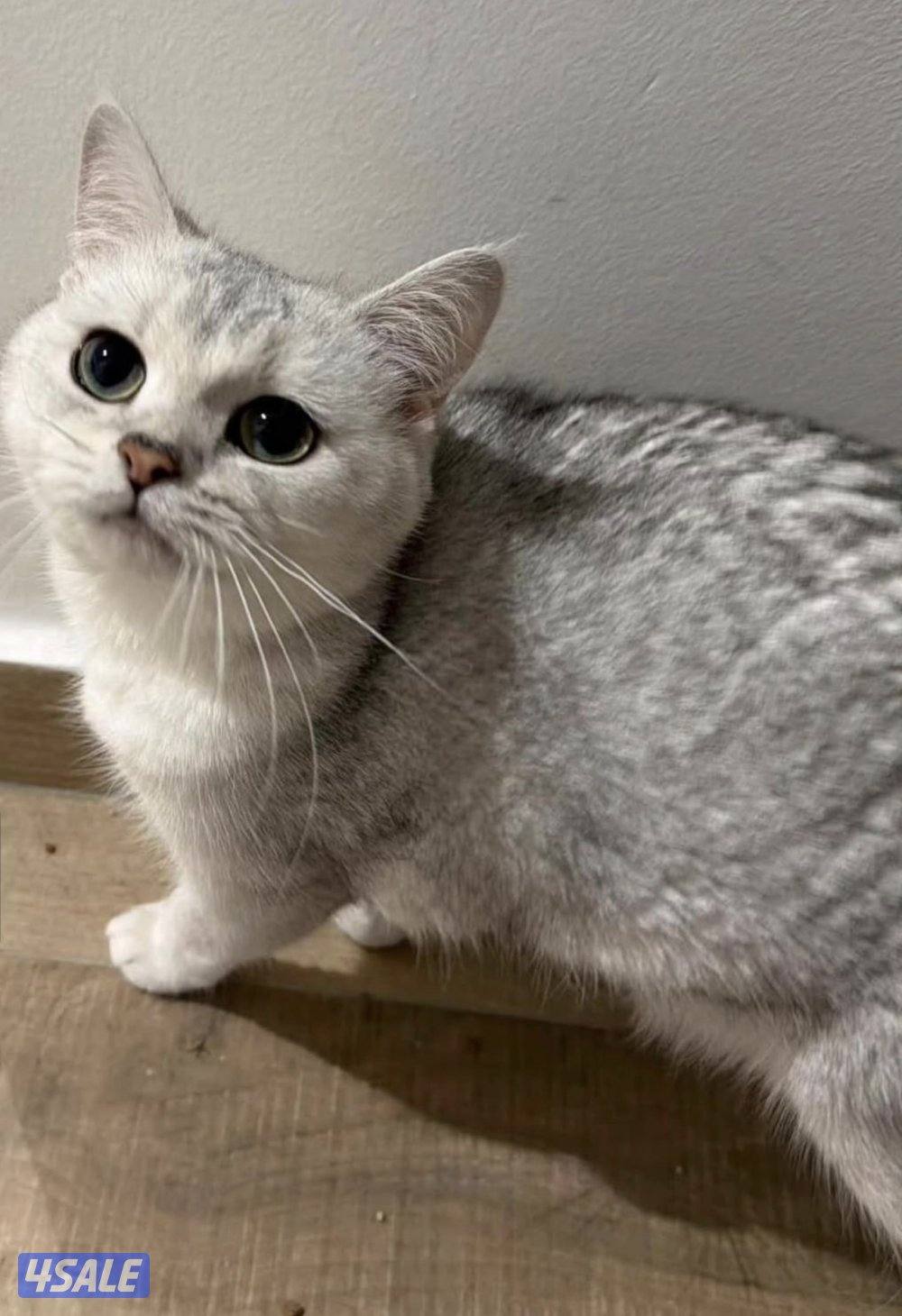 للبيع برتش0