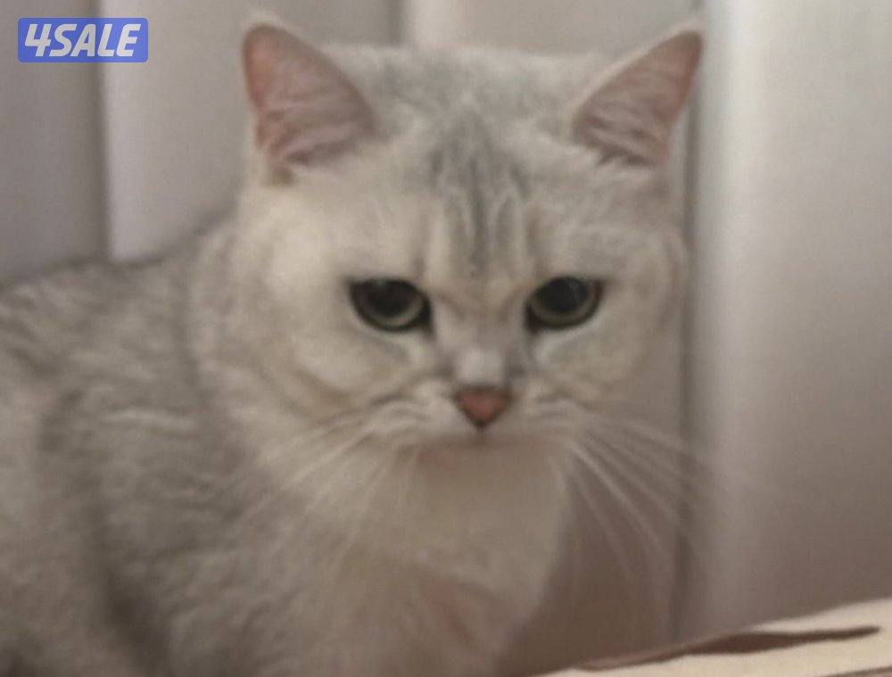 للبيع برتش1