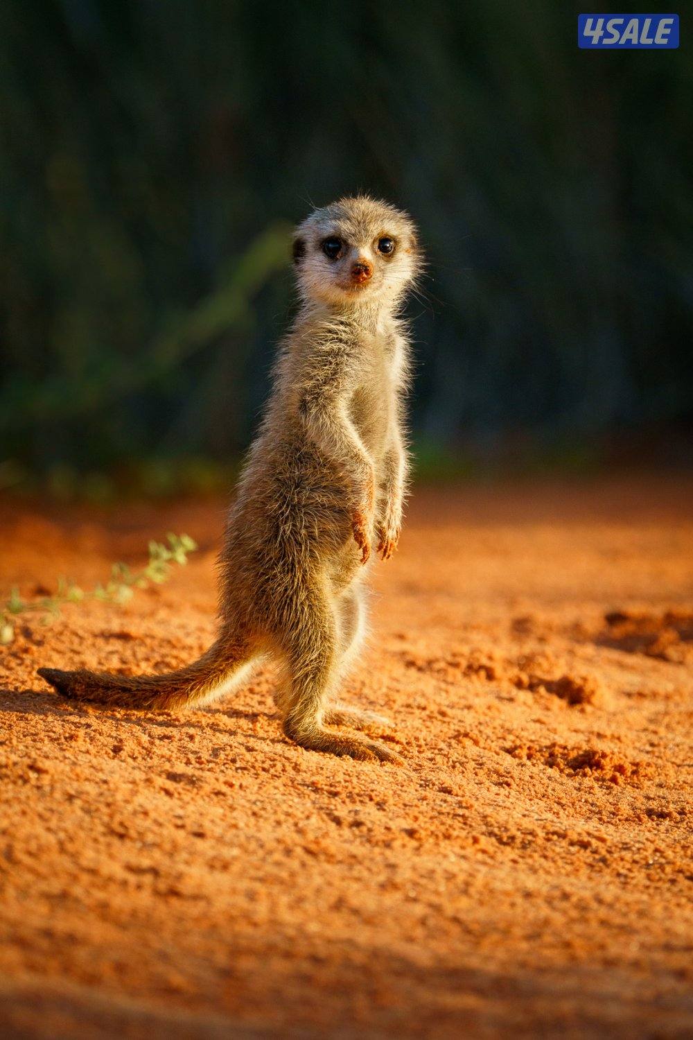 ميركات ذكر1