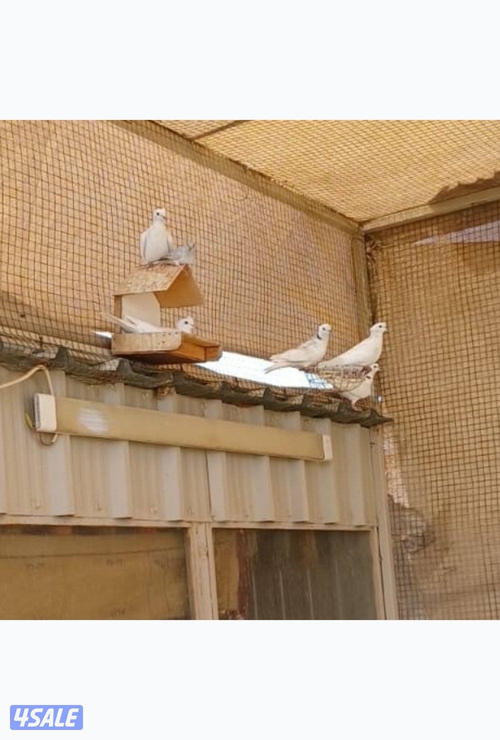 محميه خارجيه ياكريم ويمام وزيبرا دوڤ1