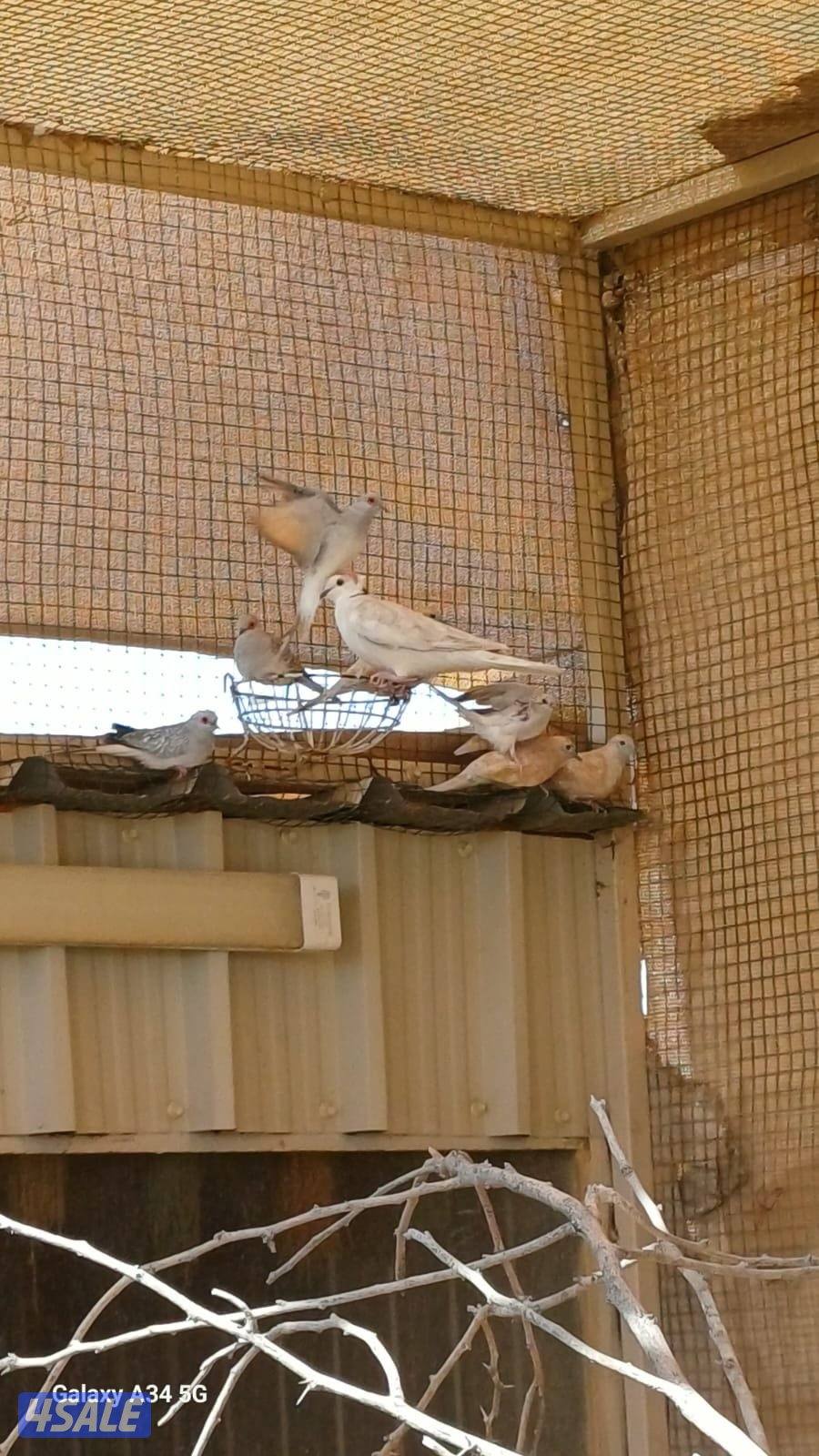 محميه خارجيه ياكريم ويمام وزيبرا دوڤ2