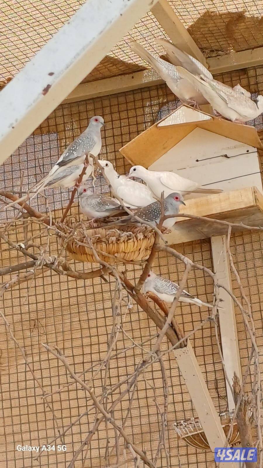 محميه خارجيه ياكريم ويمام وزيبرا دوڤ3