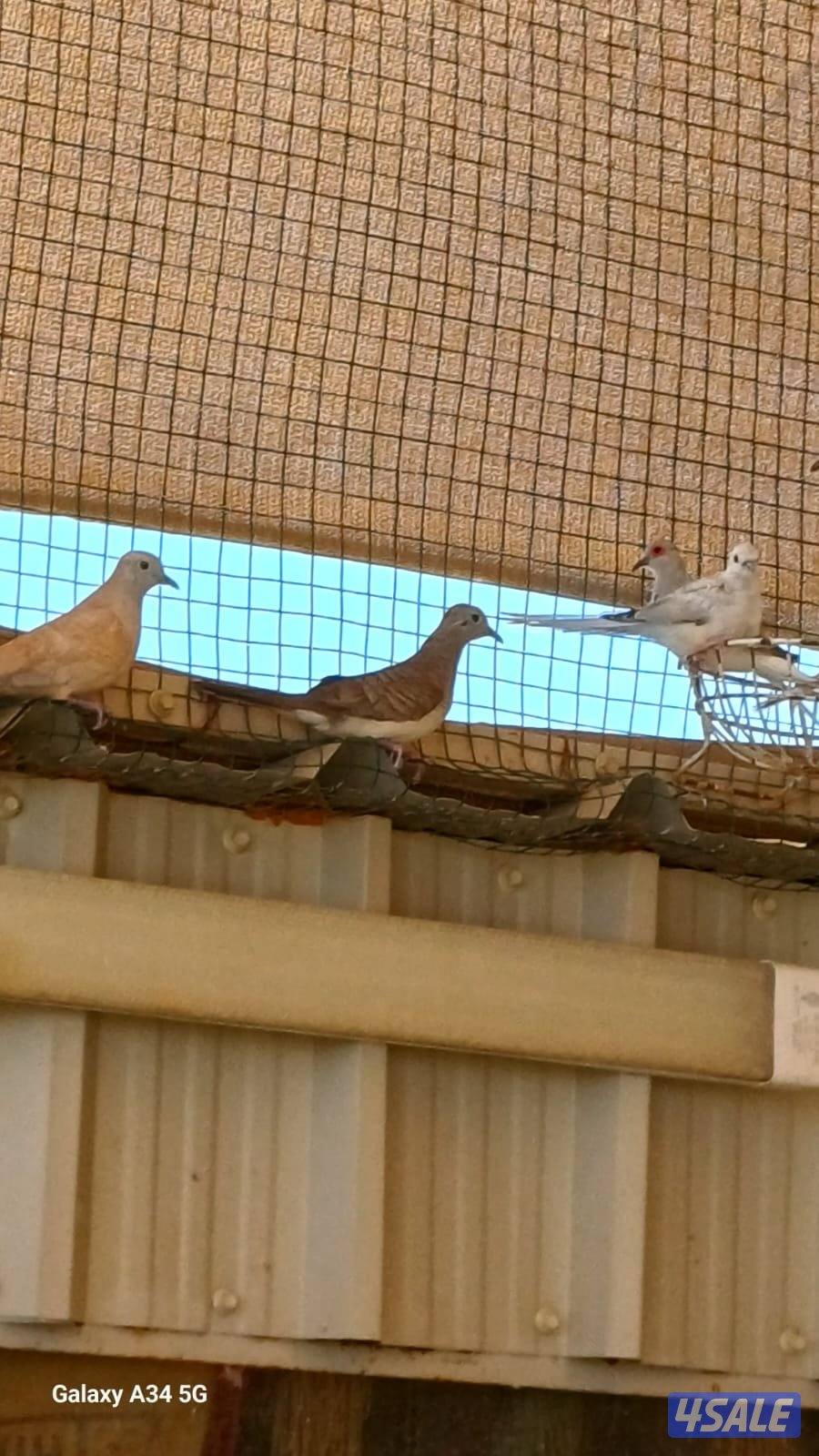 محميه خارجيه ياكريم ويمام وزيبرا دوڤ4