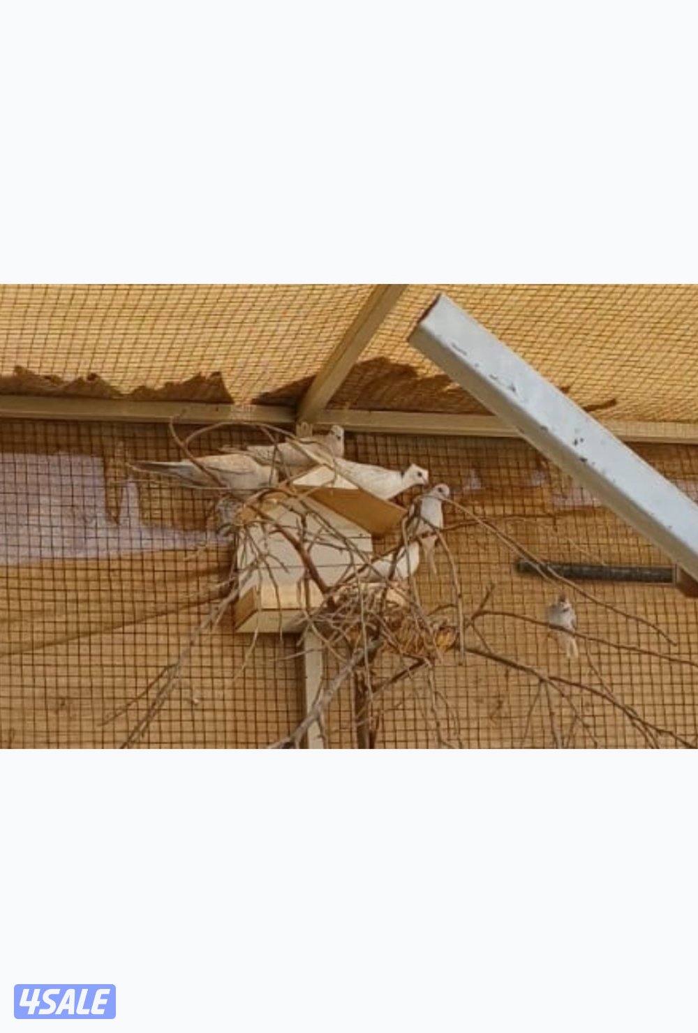 محميه خارجيه ياكريم ويمام وزيبرا دوڤ6