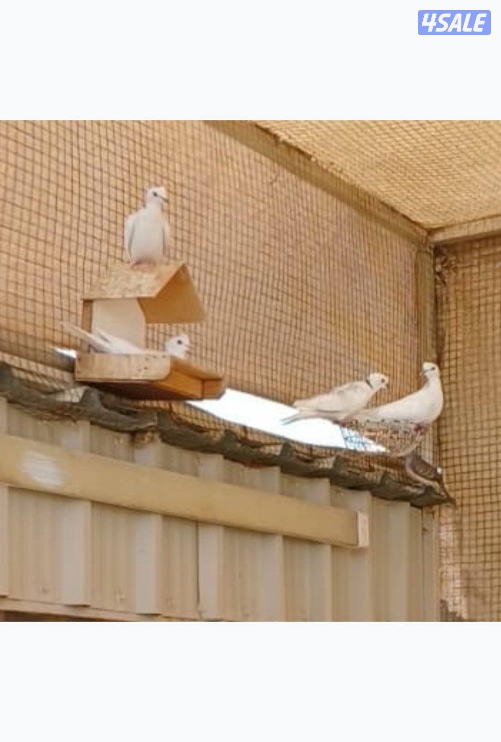 محميه خارجيه ياكريم ويمام وزيبرا دوڤ5