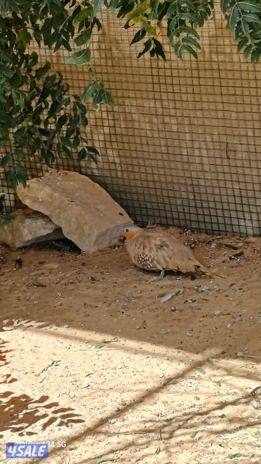 محميه خارجيه ياكريم ويمام وزيبرا دوڤ7